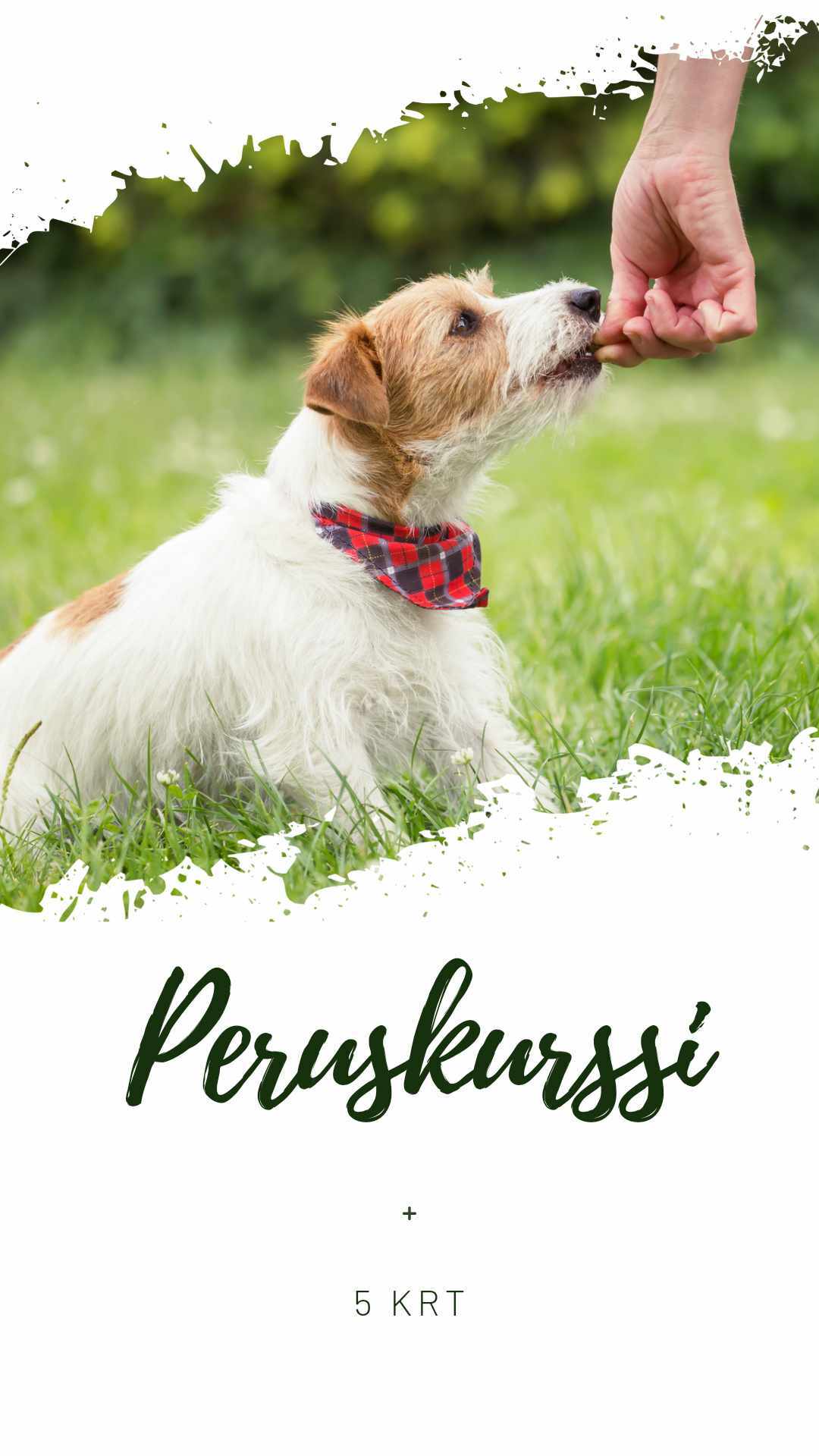 Yli 6kk vanhoille koirille, joilla ei ole viel„ juurikaan tottelevaisuuden perustaitoja. 5krt.