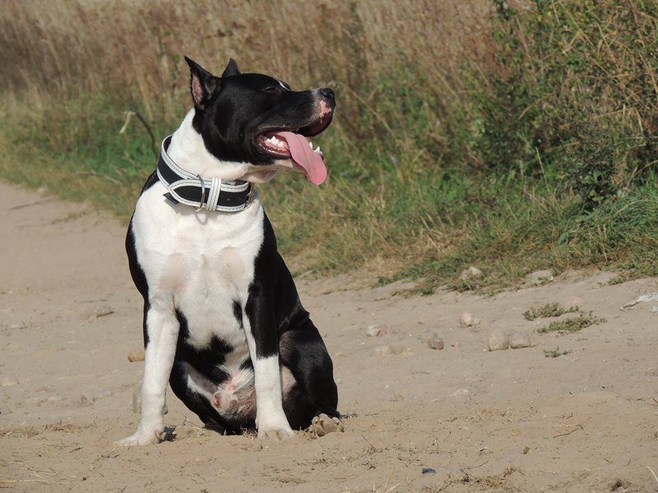 Pitman Black & White 5cm
