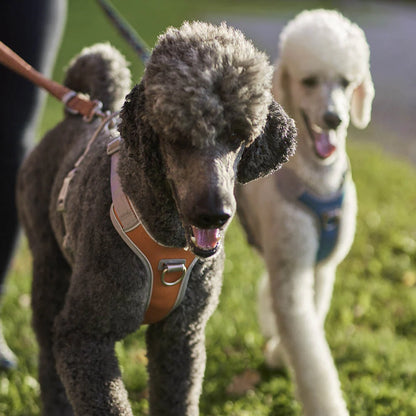 Hurtta Venture vedonestovaljas Mustikka