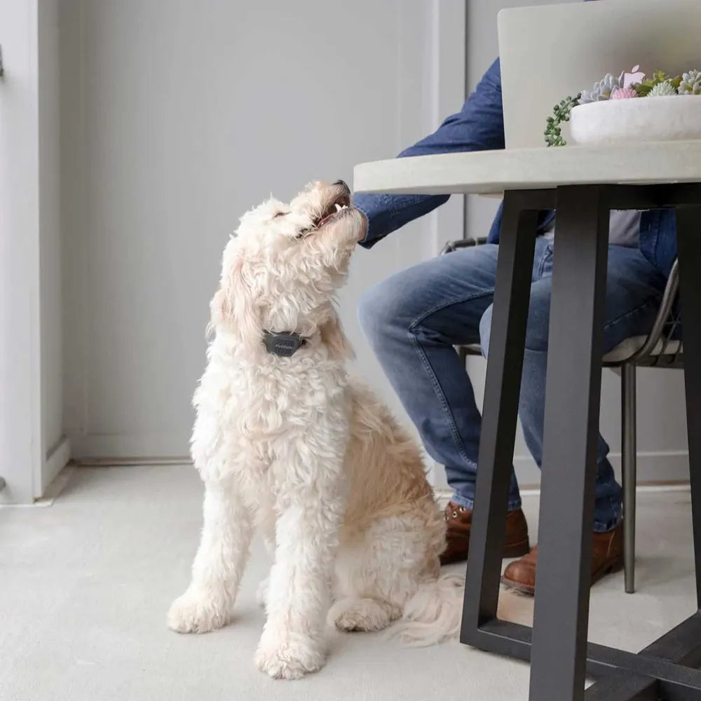 Petsafe haukunestopanta äänellä