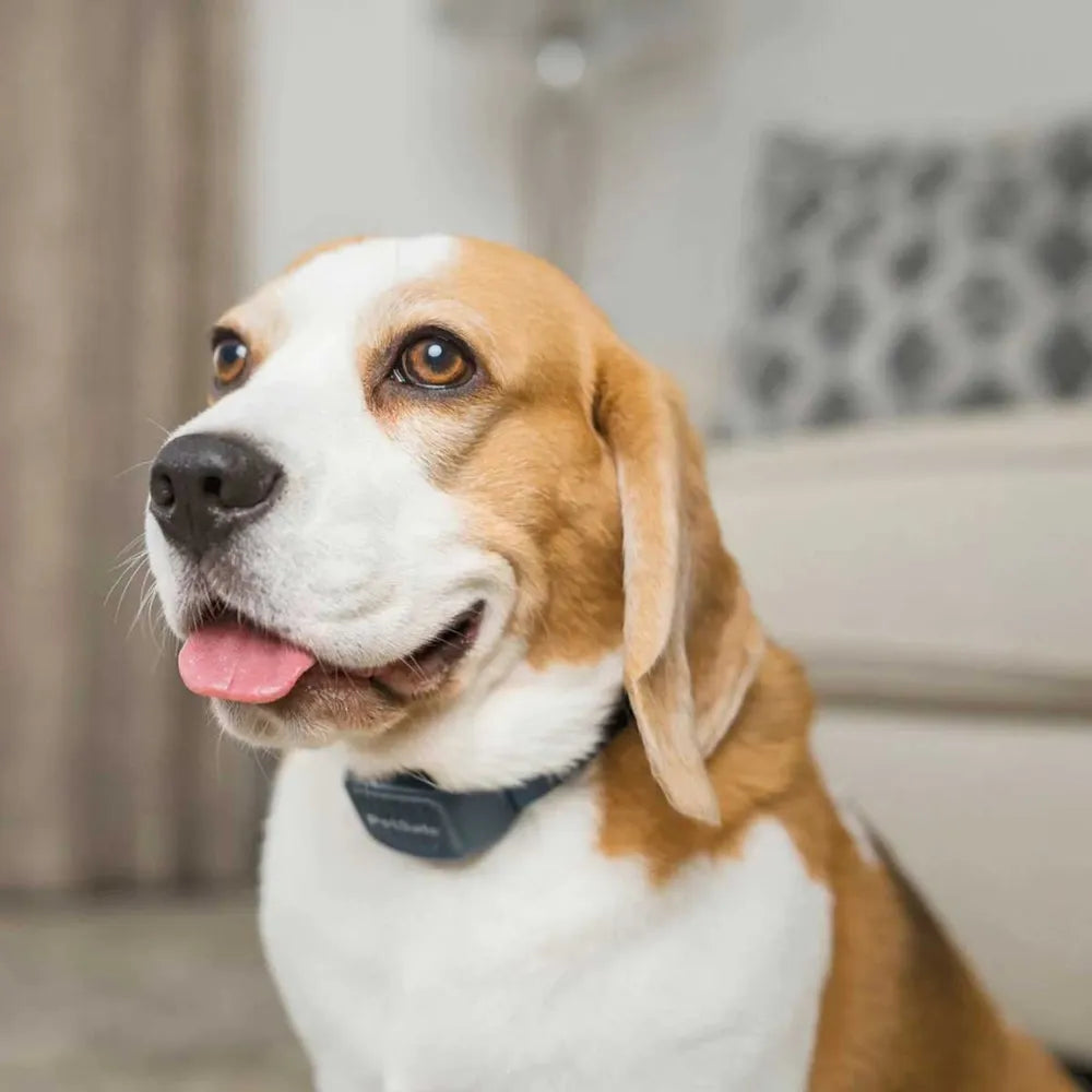 Petsafe haukunestopanta äänellä