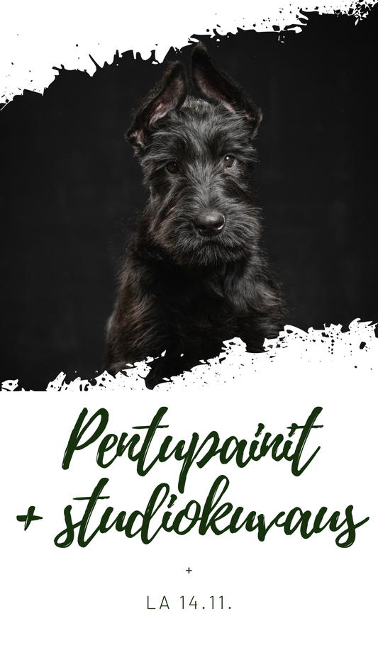 Pentupainit ja studiokuvaus 14.11.