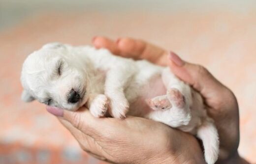 Nature's Protection maidonkorvike 200g