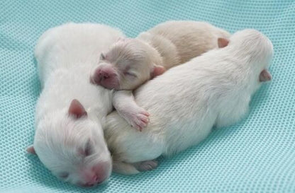 Nature's Protection maidonkorvike 200g