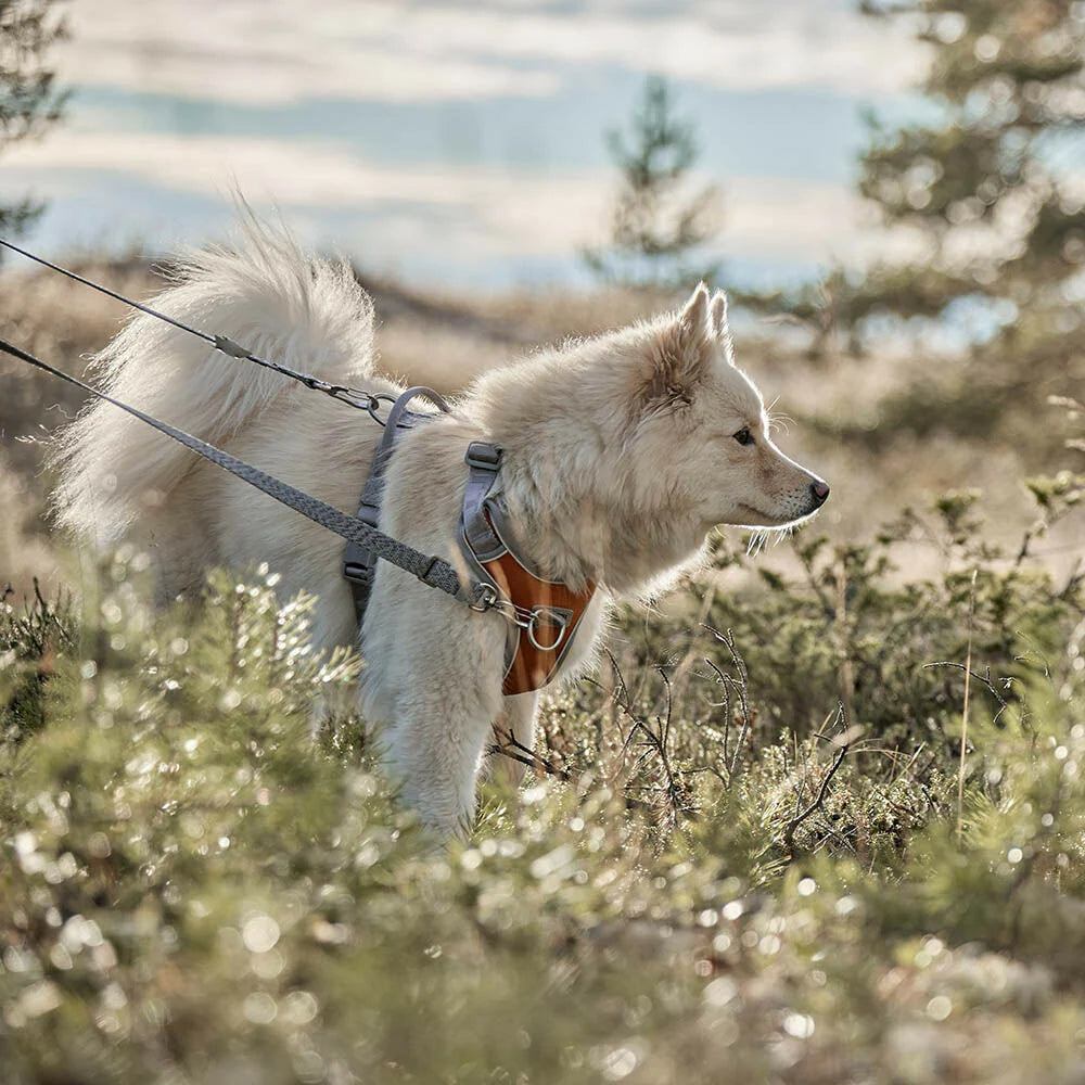 Hurtta Venture vedonestovaljas Tyrni