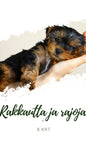 Rakkautta ja Rajoja